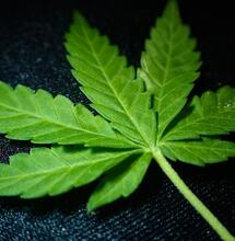 THC metabolite 11-OH-THC potency study