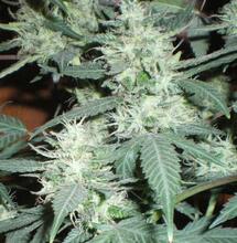 Légalisation : faut-il limiter le taux de THC ?