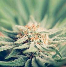 THC-percentage Nederwiet daalt met kwart door nieuwe meetmethode