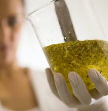 THCP y CBDP los nuevos cannabinoides