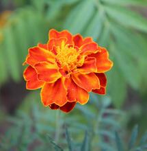 Les Tagètes : alliés subtils de la lutte biologique