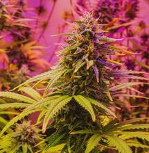 Tajlandia zaostrza regulacje konopi. Rynek przechodzi w model medyczny