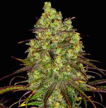 Tangerine Dream