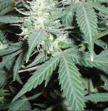 Cannabis aux USA : 15 milliards de dollars de recettes fiscales pour les États en 5 ans