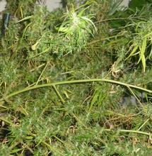 Le débat sur la taxonomie du cannabis