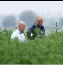 Teelt vezelhennep in de lift door biobased bouwen