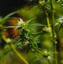 Temperatura y distancia internodal del cannabis.