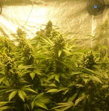 Le guide du débutant pour la culture de cannabis sous tente