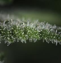 Oltre il Thc: i terpeni della Cannabis ci salveranno