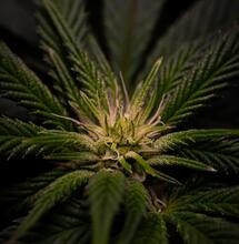 Terroir de la marihuana: Impacto en el sabor y potencia
