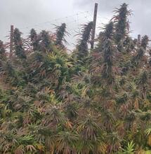 Le terroir, un héritage culturel commun