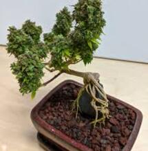 The Art of Canna Bonsai