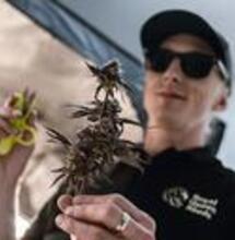 The Perfect Grow, Episode 3, Substrates