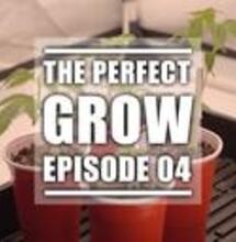 The Correct Way to Germinate Cannabis Seeds