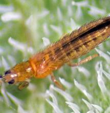 Le Thrips : un petit ravageur aux grands dégâts