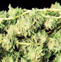 Logboek VOC - De lange weg naar bevrijding van cannabis