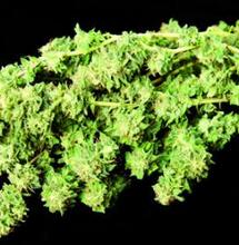 SEMILLAS DE PLANTAS HERMAFRODITA