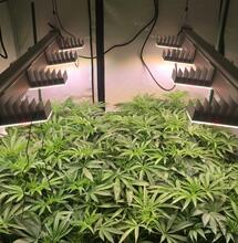 Tipps für den Growbox-Kauf