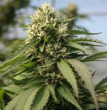 Tips for Outdoor Growing