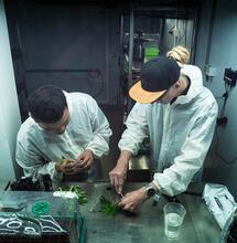 Tips en video: ambiente en el cultivo de marihuana