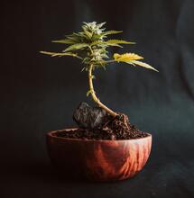 Todo lo que necesitas saber sobre los Bonsáis de Marihuana