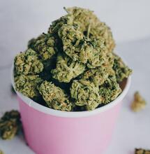 Top USA odrůdy konopí z poslední doby