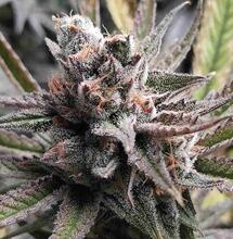 How to Flower Outdoor Cannabis in 2025