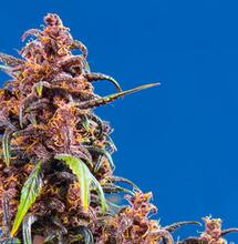 Top 5 The Red Family