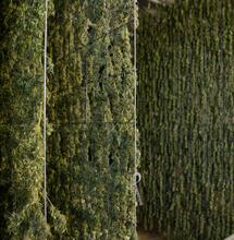 Toto jsou největší světoví vývozci konopí