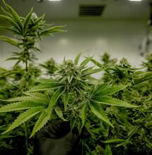 Trh s marihuanou v Coloradu klesá