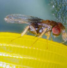 Trichogramma, modèle d’une stratégie naturelle de biocontrôle