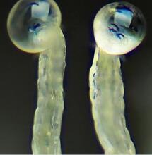 Les trichomes, ces usines naturelles à bio pesticides