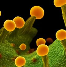 Trichomes : aux racines de la spécialisation cellulaire