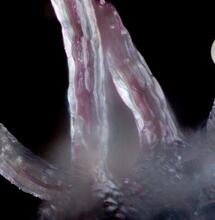 Trichomy fabrykami biopestycydów