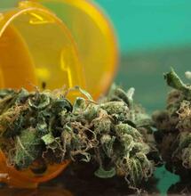 Trimbos: Legaal, maar niet bereikbaar: medicinale cannabis in Nederland