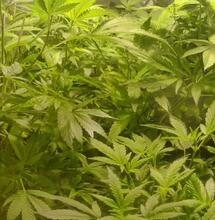 Cannabis triploïde : génétique et application pratique