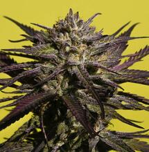 Triploidní konopí – revoluce v konopné genetice