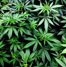 Tsjechië: drie wietplanten thuiskweek en 100 gram thuisbezit