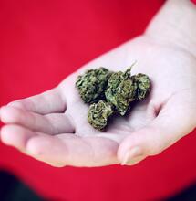 UK Grown Weed Available to Medicinal Users for First Time