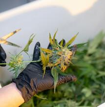 The Cannabis Hiring Party Just Hit Pause. Now What?