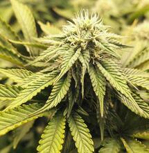 USA nadają medycznej marihuanie federalny status