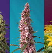 Patnáct let vášně, práce a výzkumu věnované naší milované rostlině. Když vidíme,