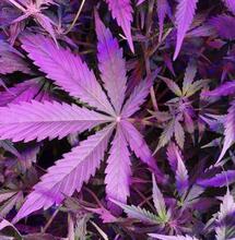 Soft Secrets’ Plant of the Year 2018