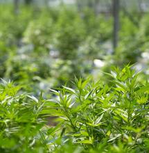 ekologické pěstování konopí