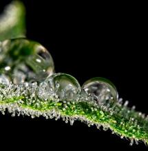 gocce di rugiada su una foglia di Cannabis
