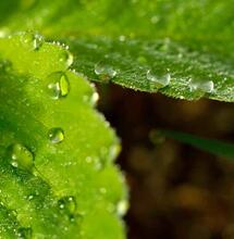 Understanding Nutrient Uptake in Cannabis Cultivation