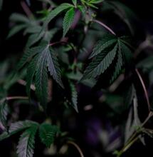 Unique Cannabis Types