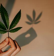 Cannabis Leaves Are Full of Unique Compounds