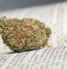 Università della Cannabis, aperte le iscrizioni on line