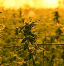 Uprawa konopi bez stresu